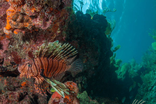Lionfish on reef in The Bahamas. Photo credit: Kevin Davidson, ANGARI Foundation