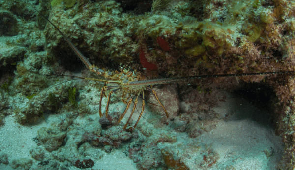 Spiny lobster under ledge. Photo credit: Kevin Davidson, ANGARI Foundation