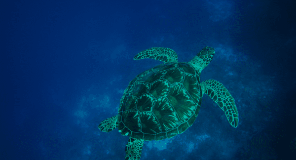 Green sea turtle swimming. Photo credit: Kevin Davidson, ANGARI Foundation