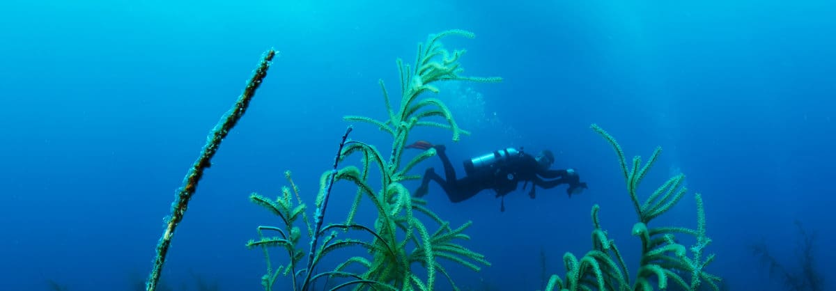 Will Greene underwater photogrammetry banner image