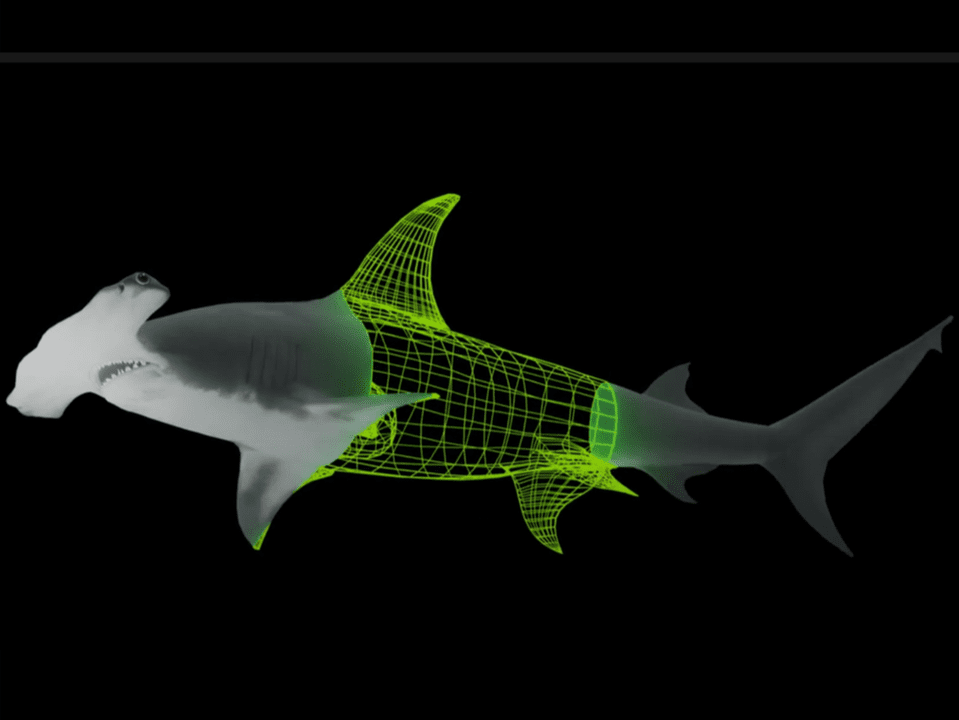 great hammerhead shark 3D model