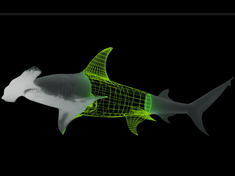 Great Hammerhead Shark 3D Model