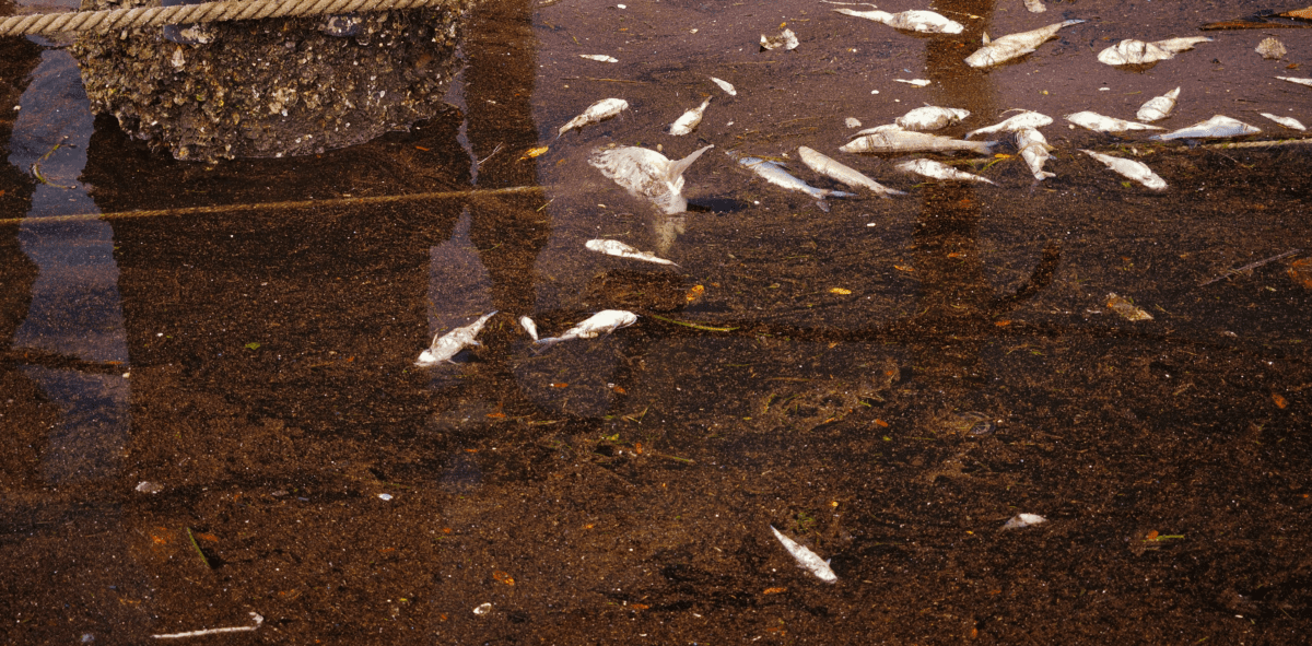 red tide bloom and fish kill