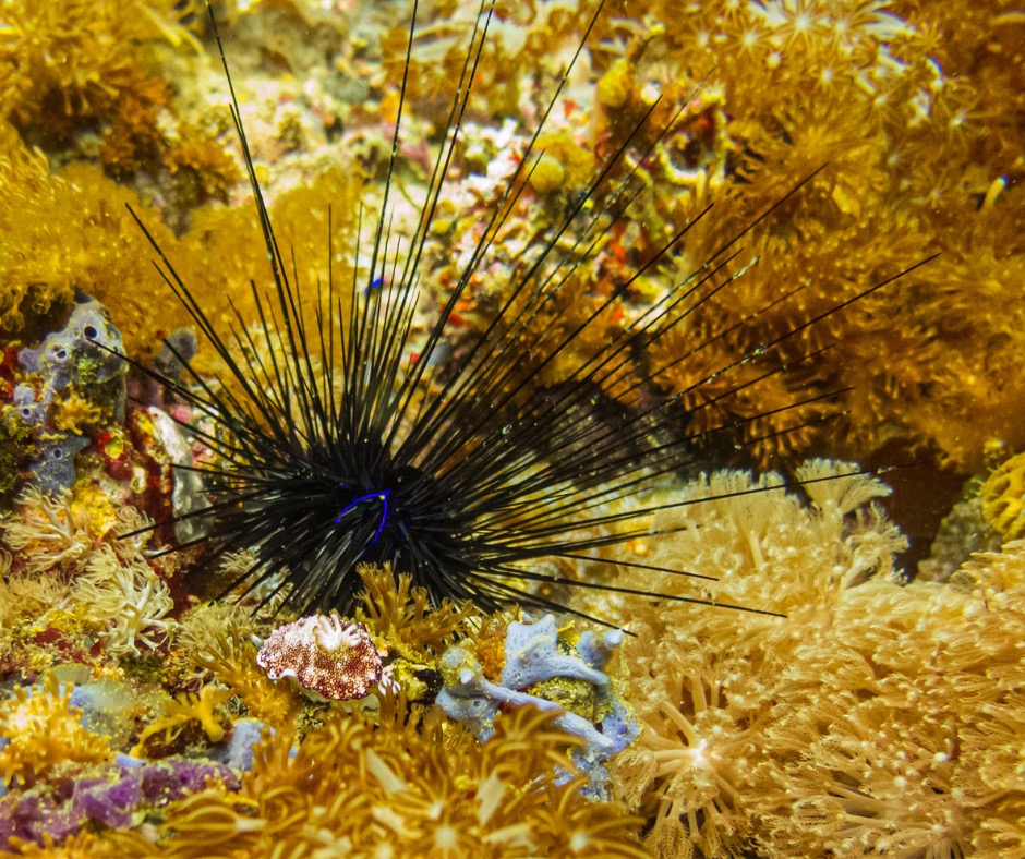 Long-spined sea urchin on coral. PC: Dan-Manila