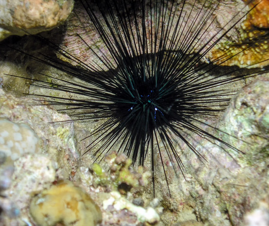 Long-spined sea urchin under a rock. PC: Rob Atherton