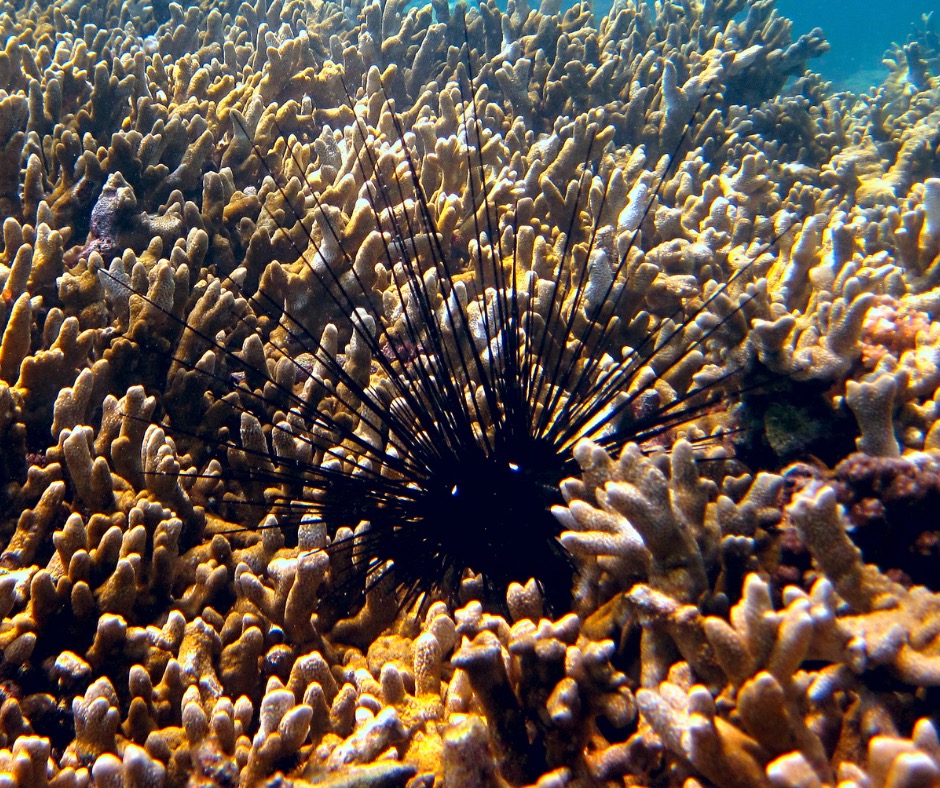 Long-spined sea urchin among corals. PC: vlad61