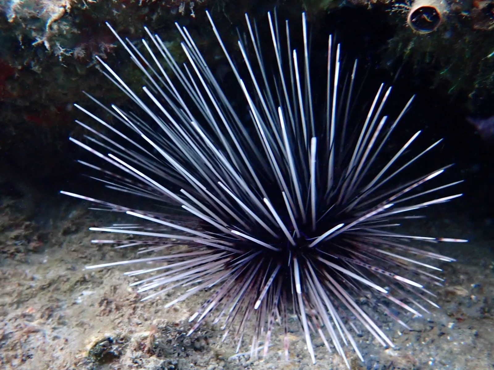 Long-spined sea urchin. PC: Photo Credit: Nik Varley