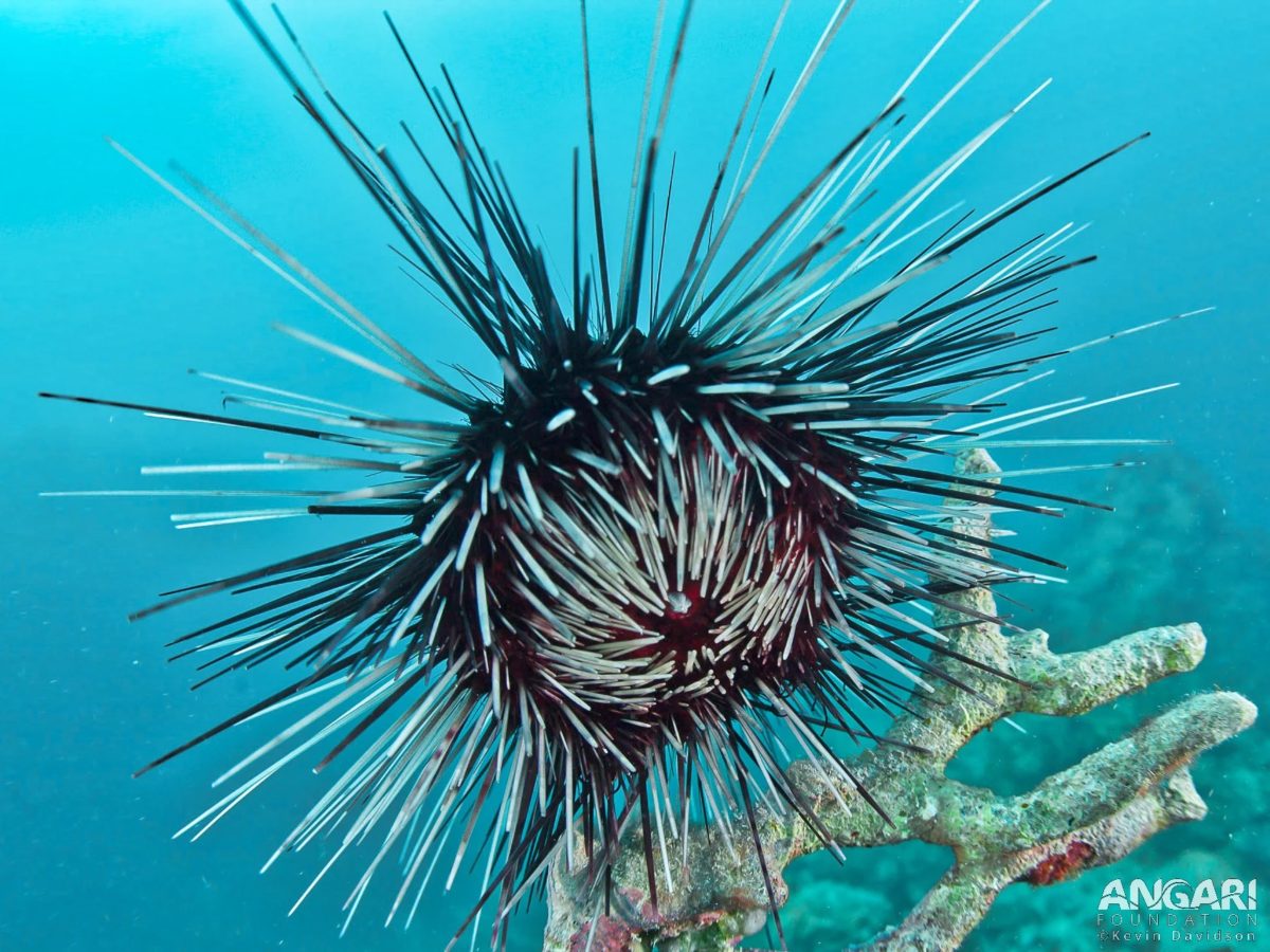 Long-spined sea urchin on coral.