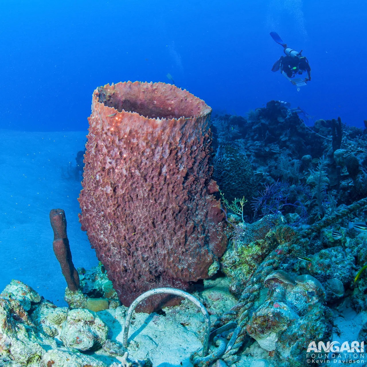Giant Barrel Sponge (Xestospongia muta) - ANGARI Foundation