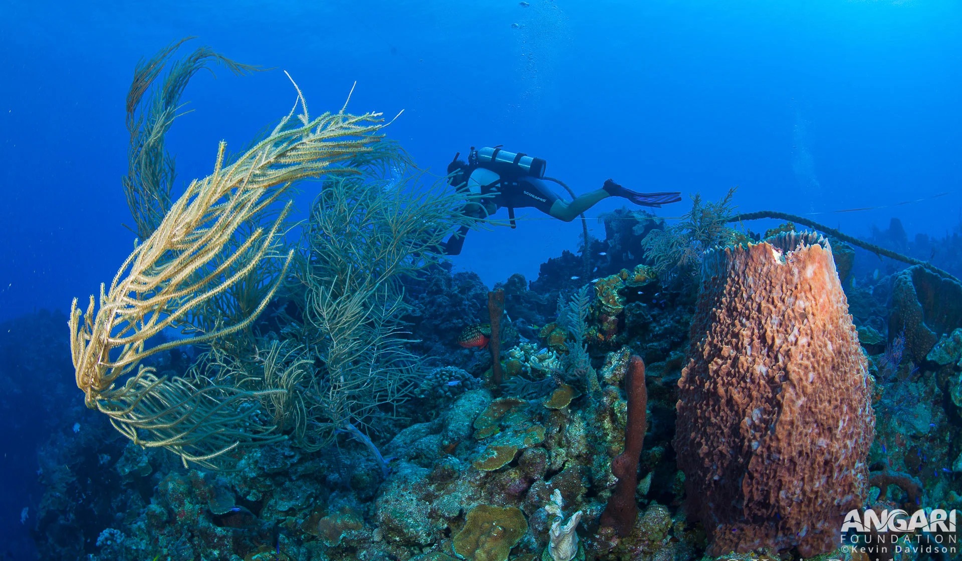 Giant barrel sponges on a coral reef.