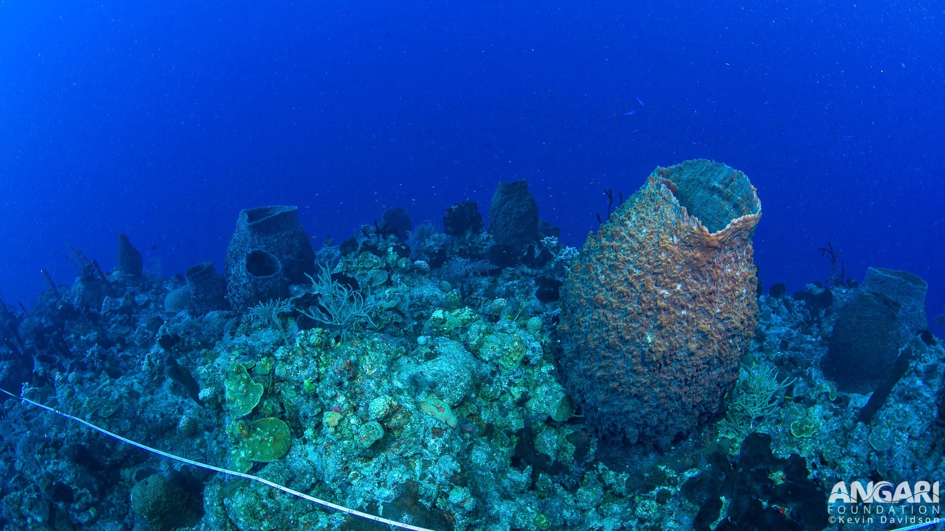 Giant barrel sponges on a reef.