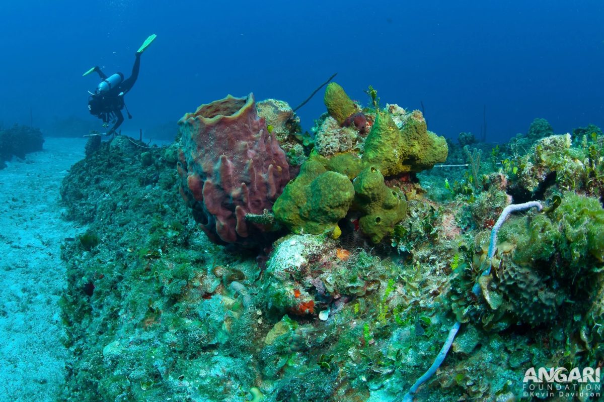 Giant barrel sponge on a coral reef.