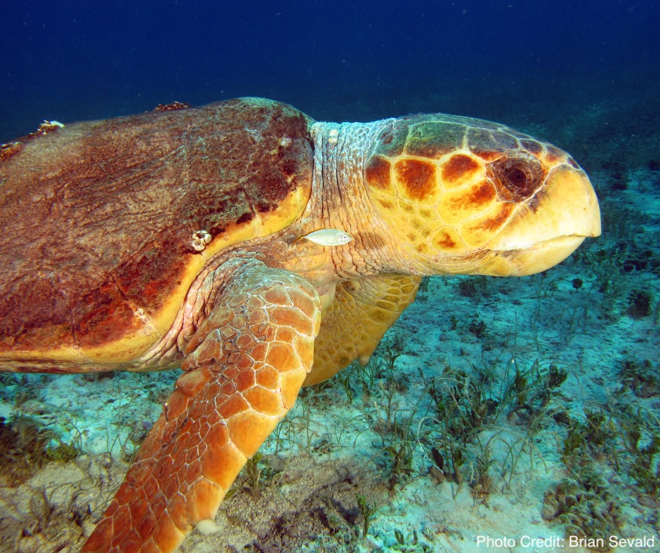 Loggerhead sea turtle. PC: Brian Sevald