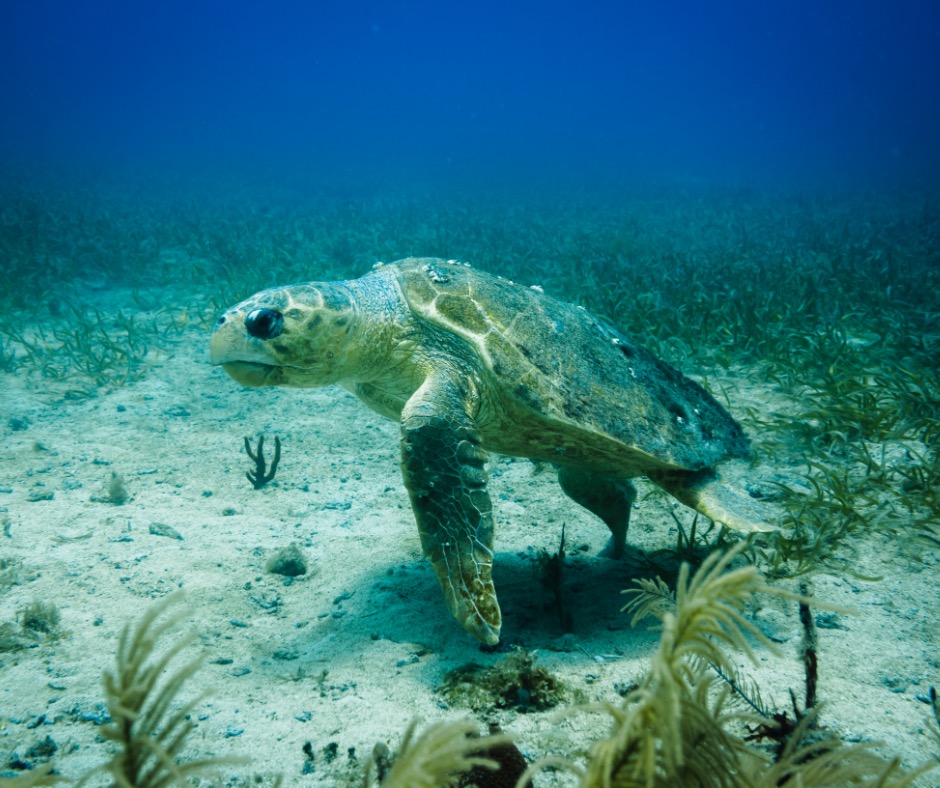 Loggerhead sea turtle on ocean floor. PC: pniesen