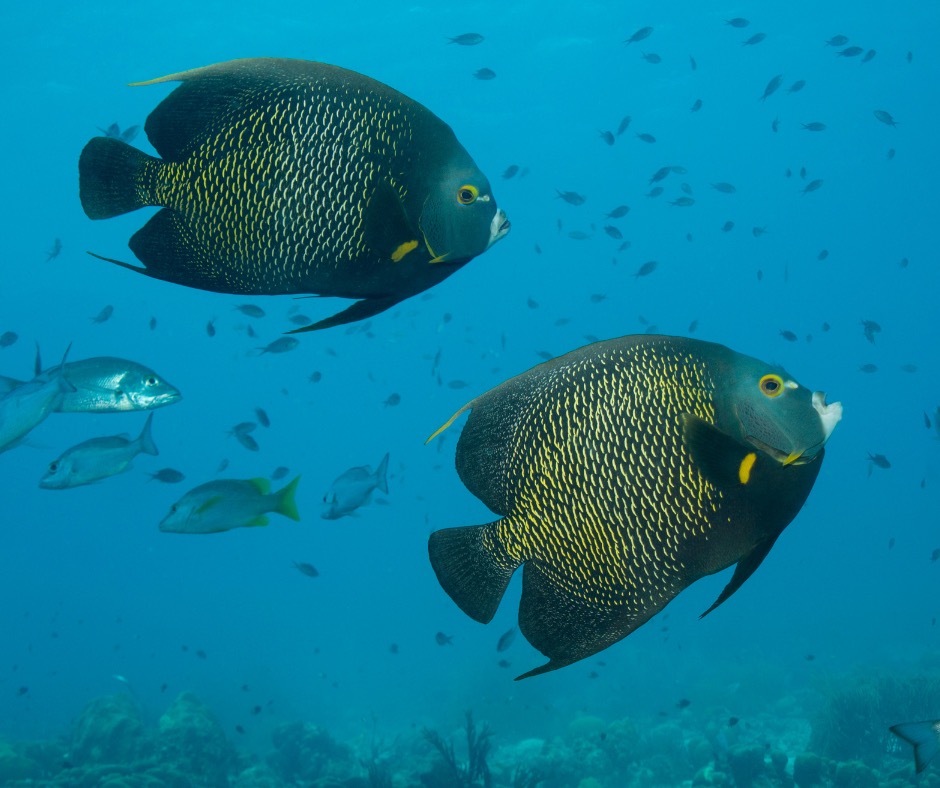 A pair of French Angelfish swimming