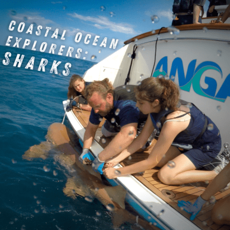 ANGARI - Coastal Ocean Explorers: Sharks Thumbnail