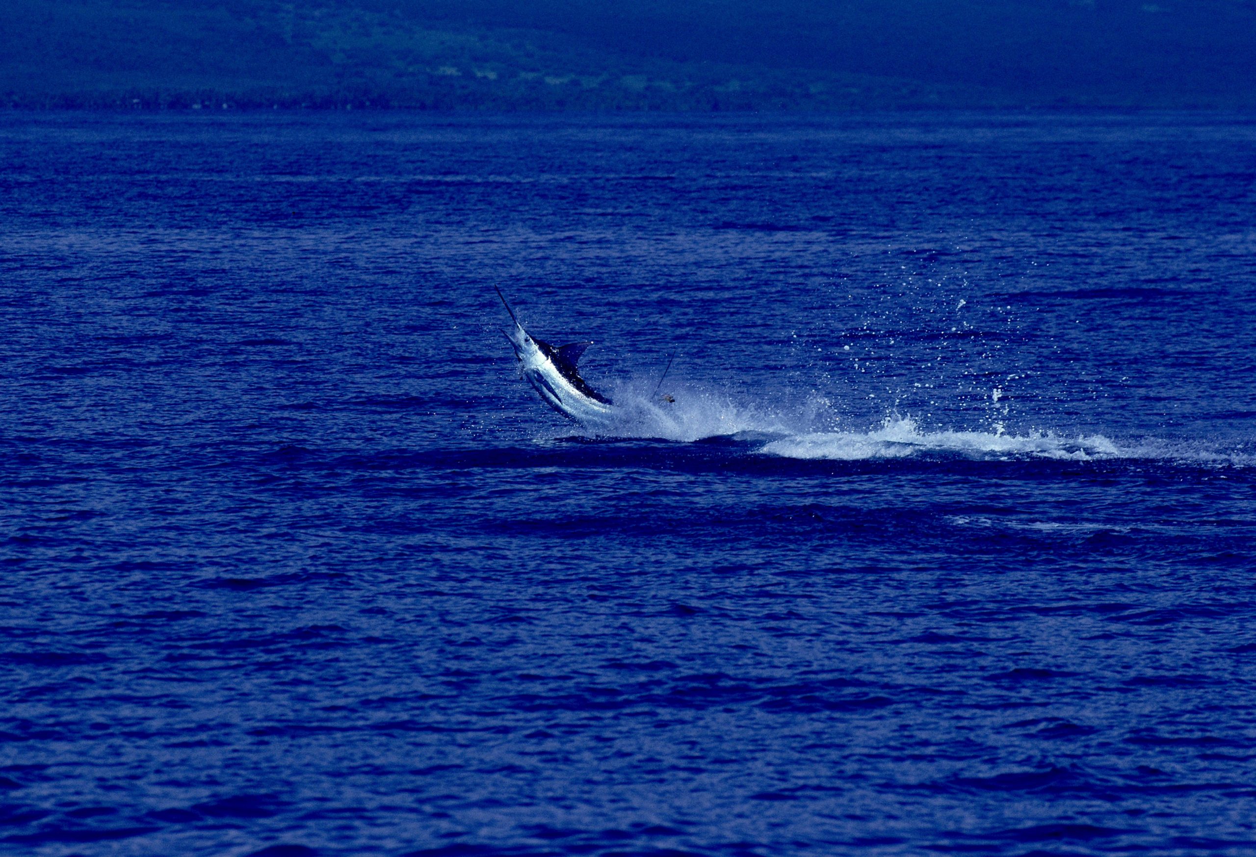Atlantic blue marlin in open ocean. PC: Gyro_GettyImages