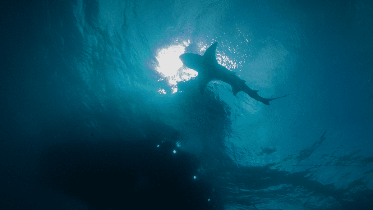 rvANGARI shark - COE Banner - PC: Kevin Davidson