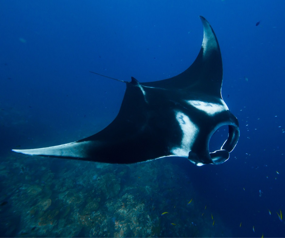 Giant manta ray gliding through the ocean. PC: Magnus Larsson.