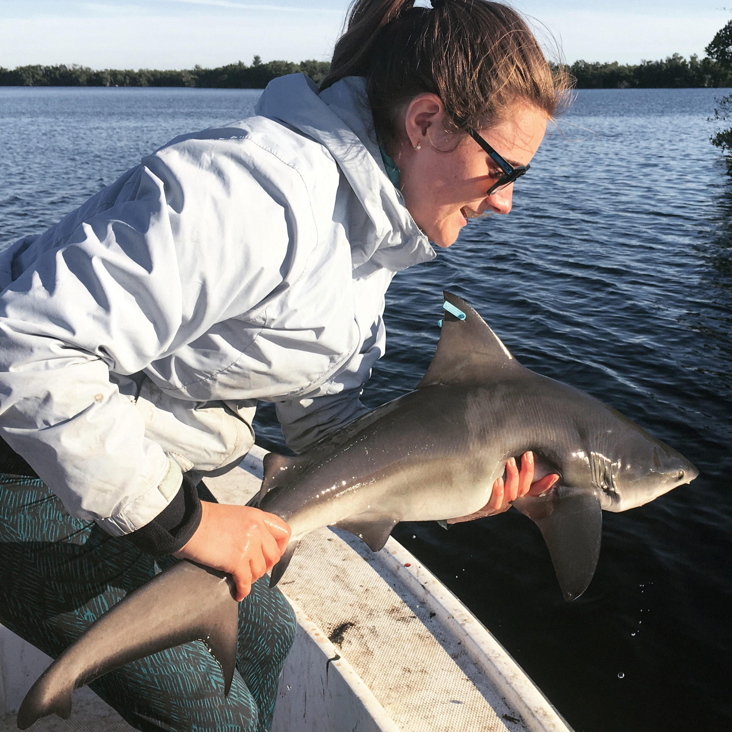 Releasing a tagged juvenile bull shark in the Everglades.