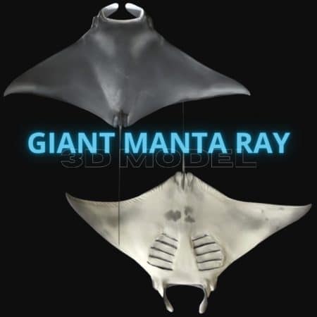 Giant Manta Ray 3D Model Thumbnail