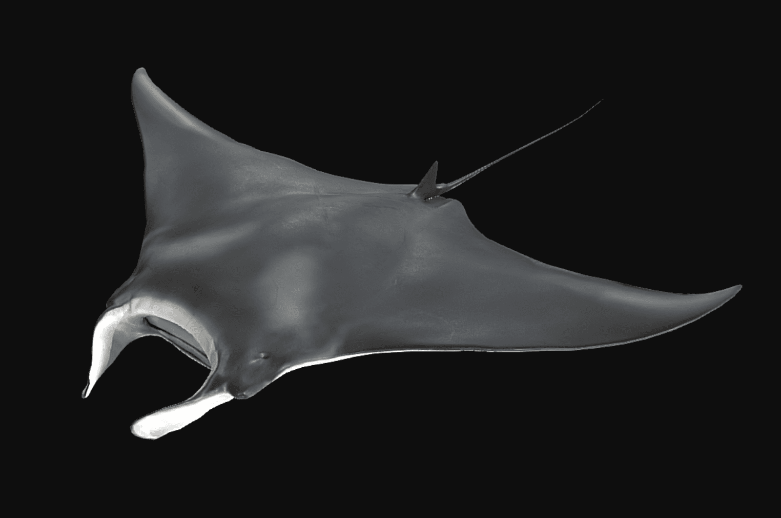 Giant manta becomes first manta ray to be listed as an endangered species -  Oceanographic - Oceanographic