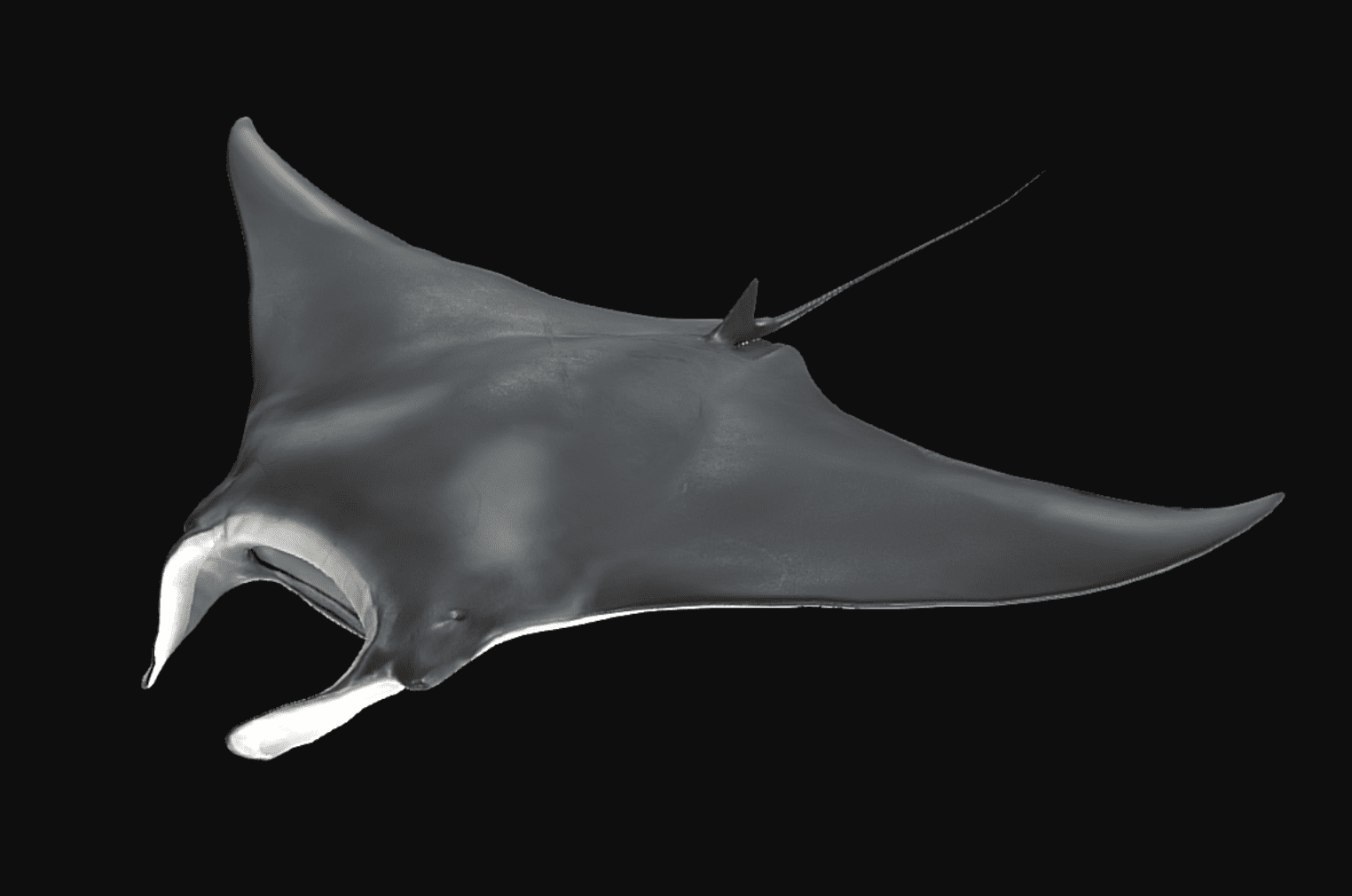 Palm Beach Manta Ray Immortalized by Local Nonprofits - ANGARI