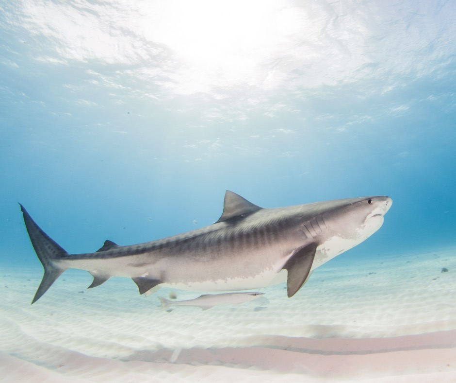 Tiger shark in The Bahamas. PC: Divepic