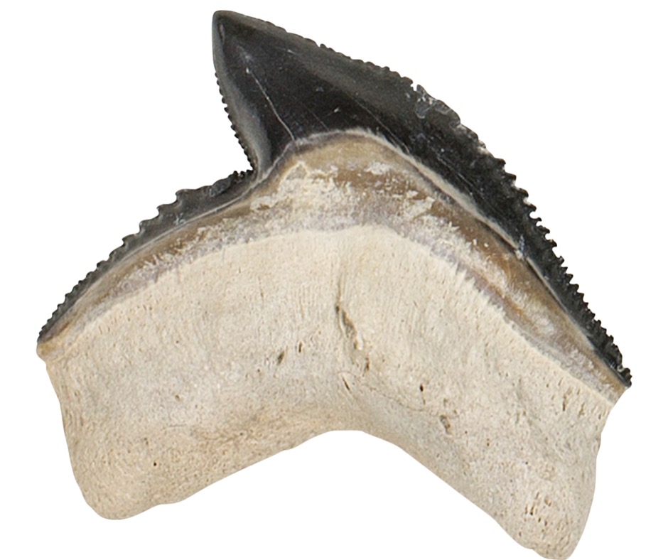 Fossil tiger shark tooth. PC Smithsonian CC0 Images