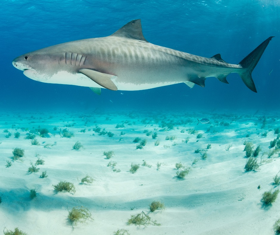 Tiger shark in The Bahamas. PC: yfhishinuma (Creative Commons).