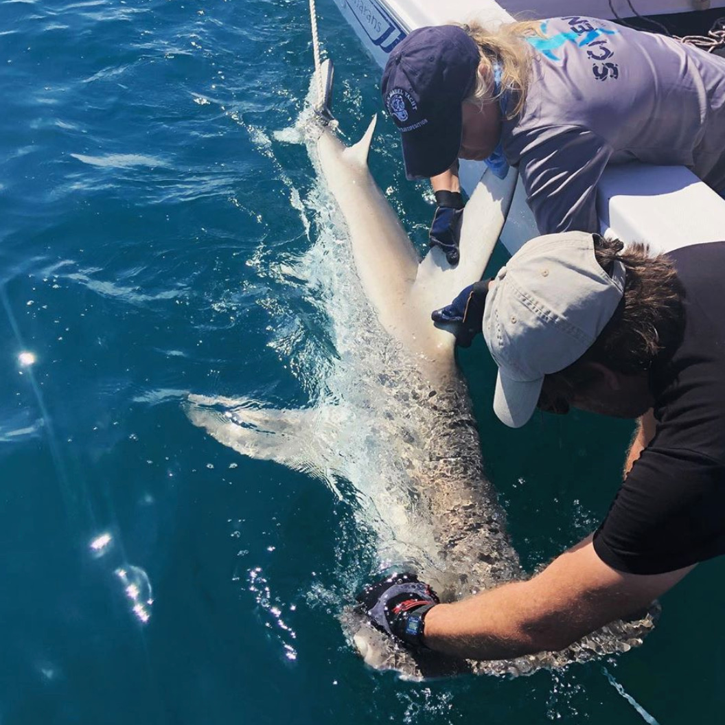 Working with Demain Chapman of Mote Marine Lab off the coast of Miami Beach, FL to secure a great hammerhead before deploying a tag. The workups are as fast as possible to minimize stress on the animals. PC: Kirk Gastrich