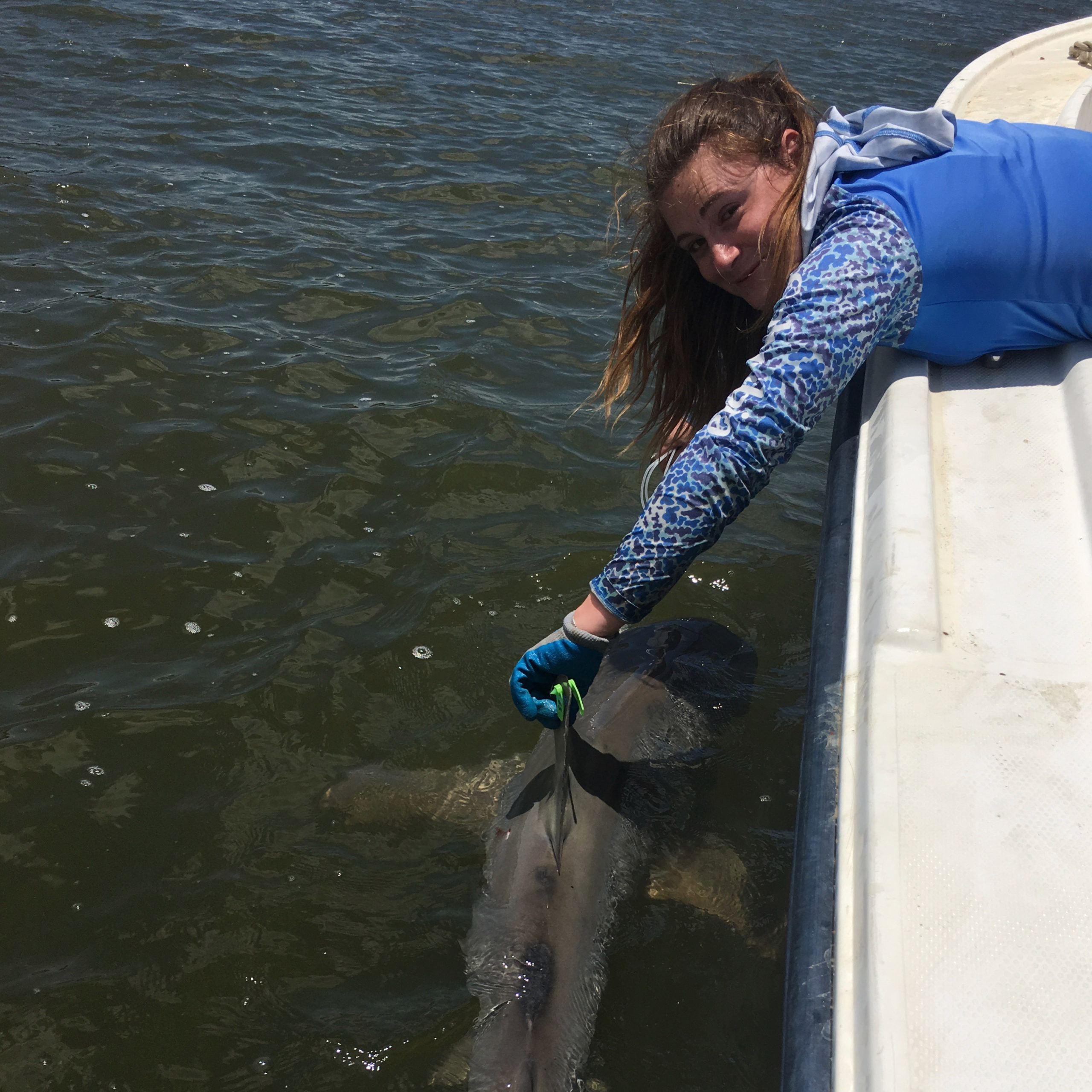 Tagging a juvenile bull shark at the mouth of Shark River in the Everglades.