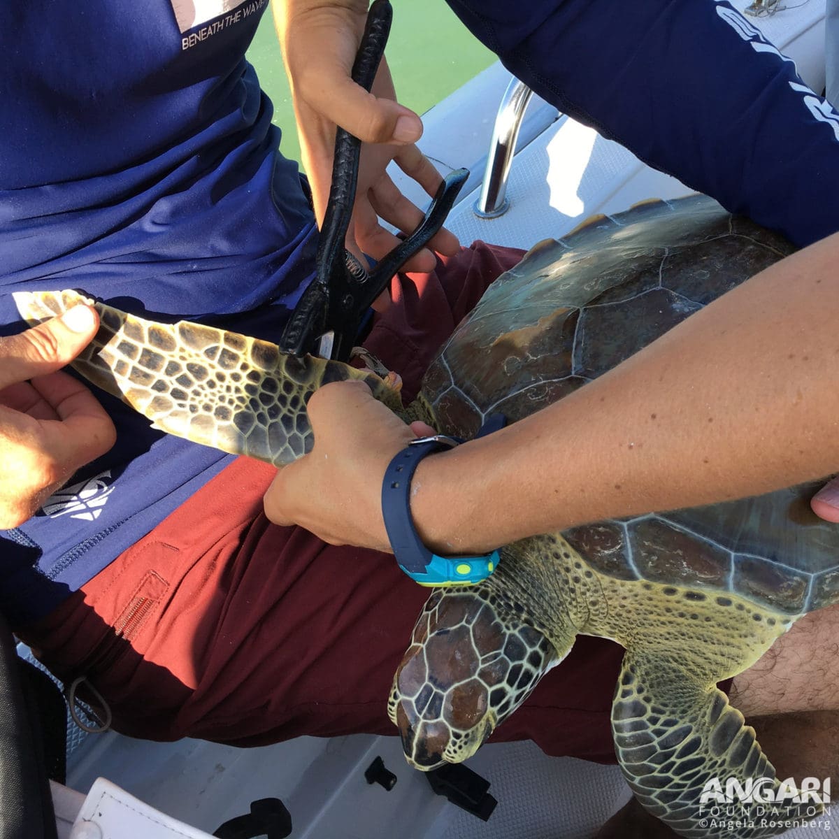 Tagging a green sea turtle. PC: Angela Rosenberg