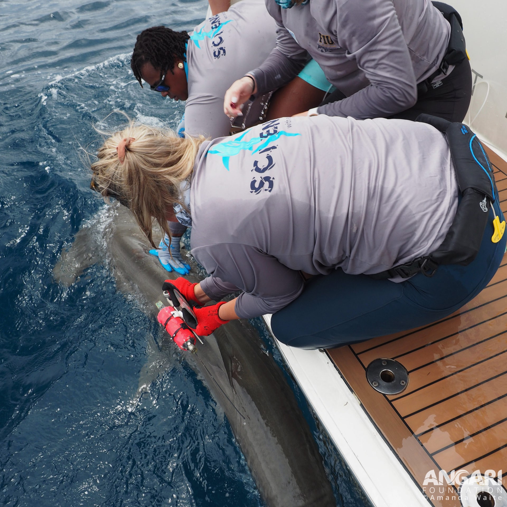 Attaching a biologger to a great hammerhead shark. PC: Amanda Waite