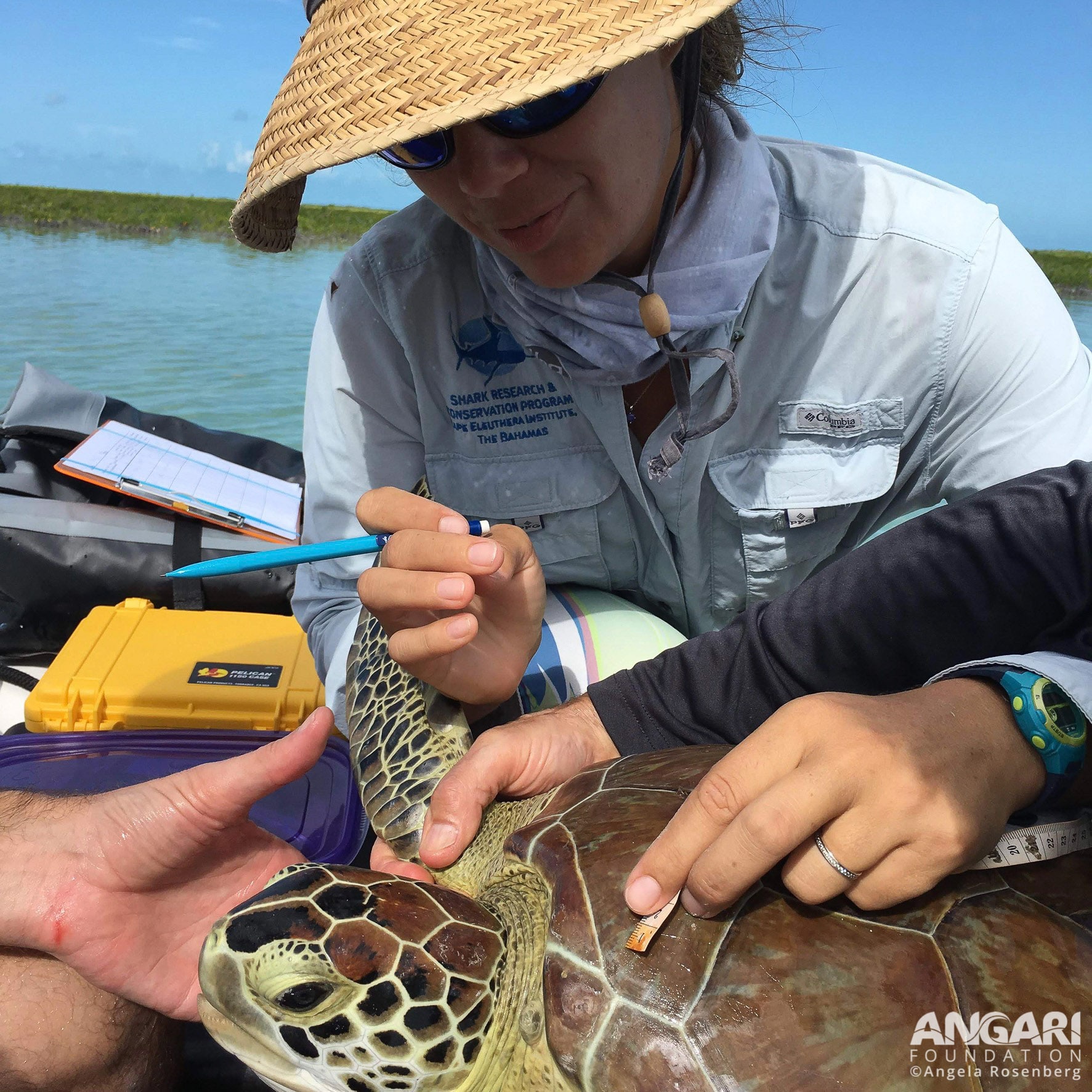 Preparing to measure the carapace of a green sea turtle. PC: Angela Rosenberg
