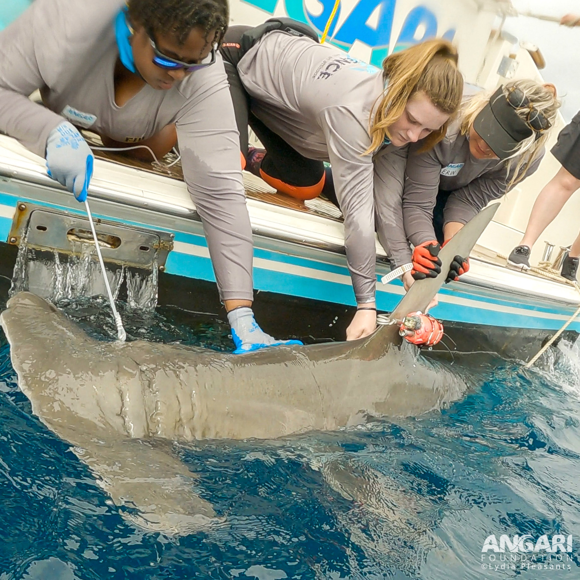 Holding a great hammerhead shark steady while the team attaches a biologger during a quick workup. PC: Lydia Pleasants