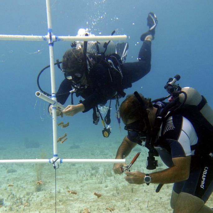 Installing a coral nursery for staghorn coral with a Reef Rescue Network volunteer. PC: Rachel Miller