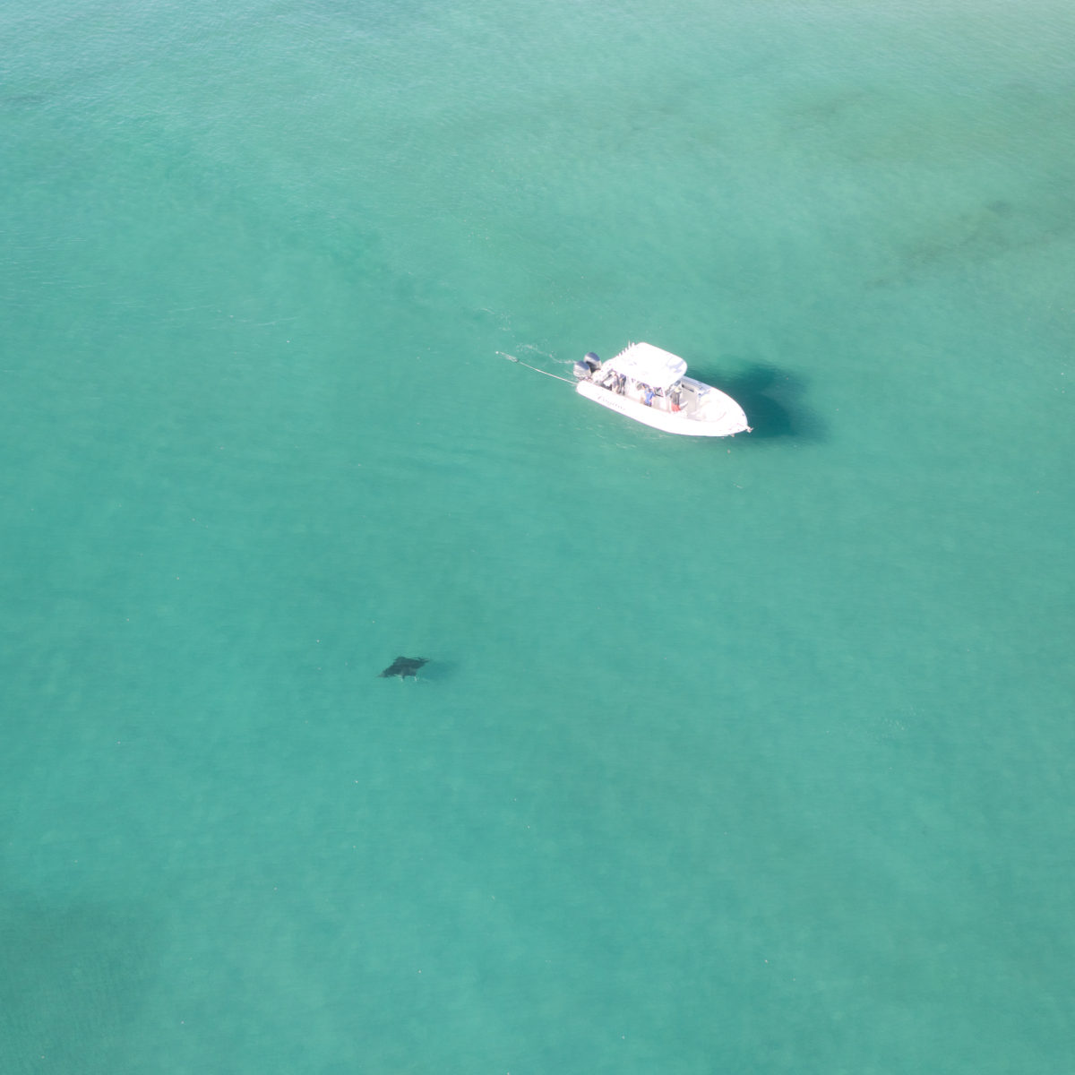 We use drones to find manta rays. PC: Jessica Pate
