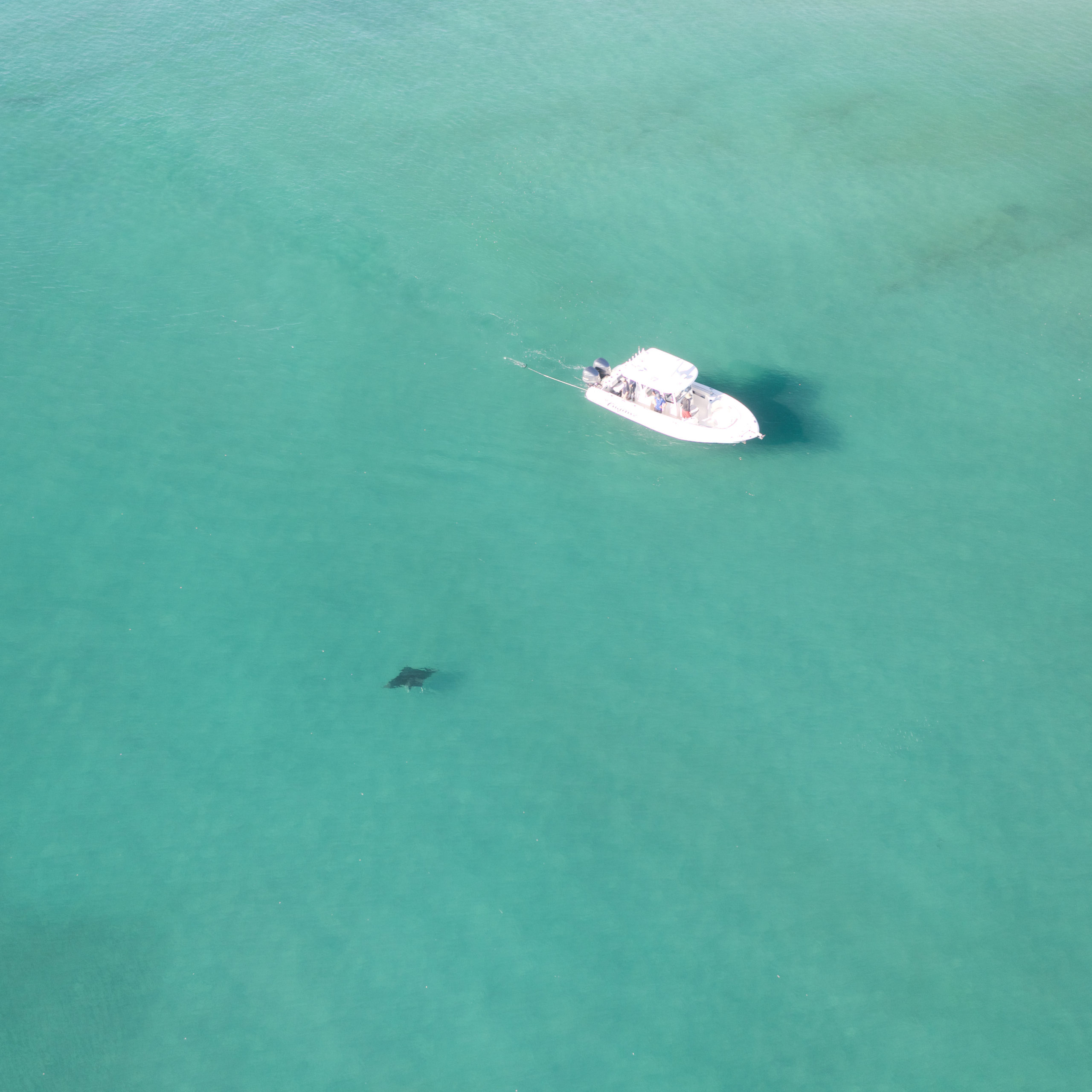 We use drones to find manta rays. PC: Jessica Pate