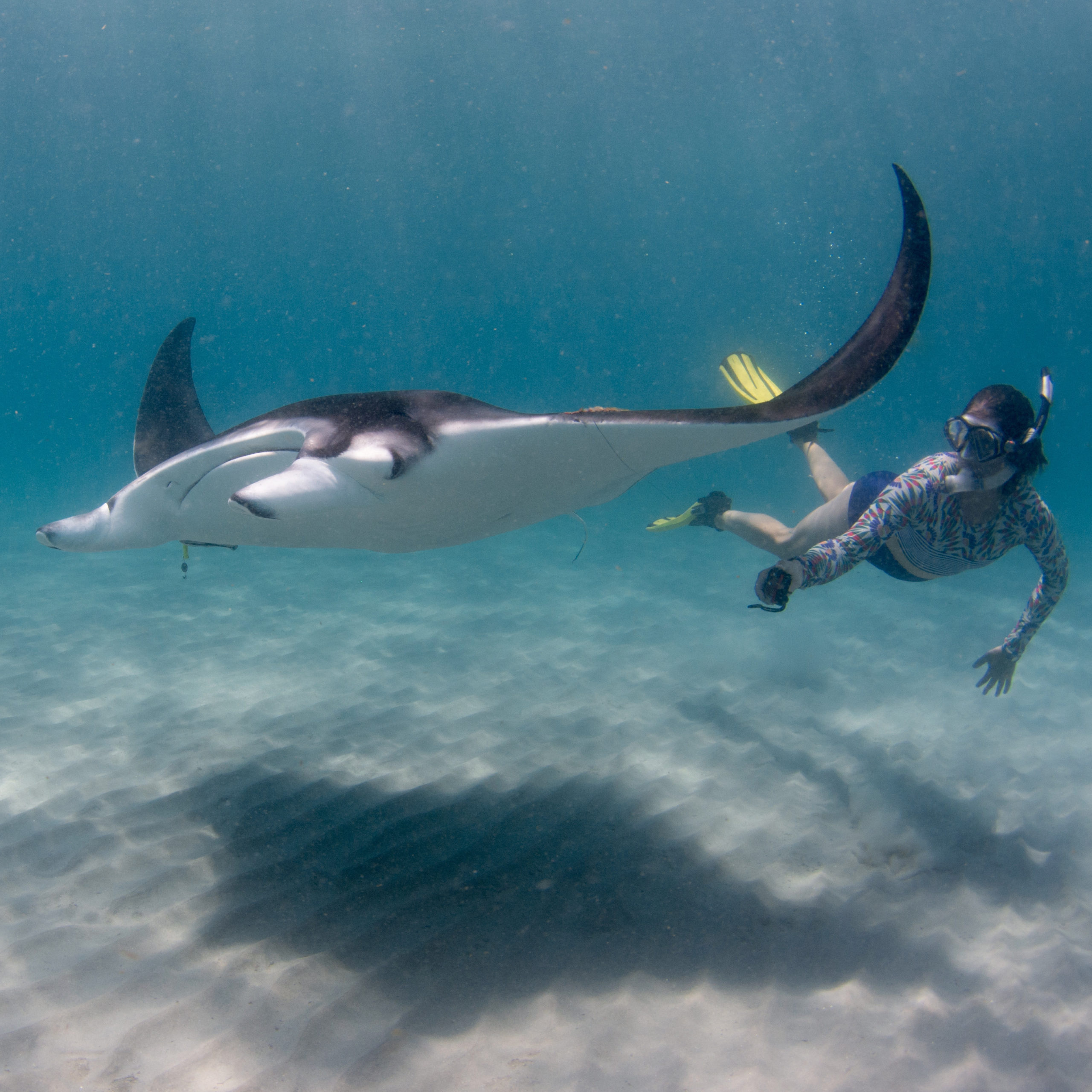 Freediving to take an identification photo of a young manta ray. PC: Bethany Augliere