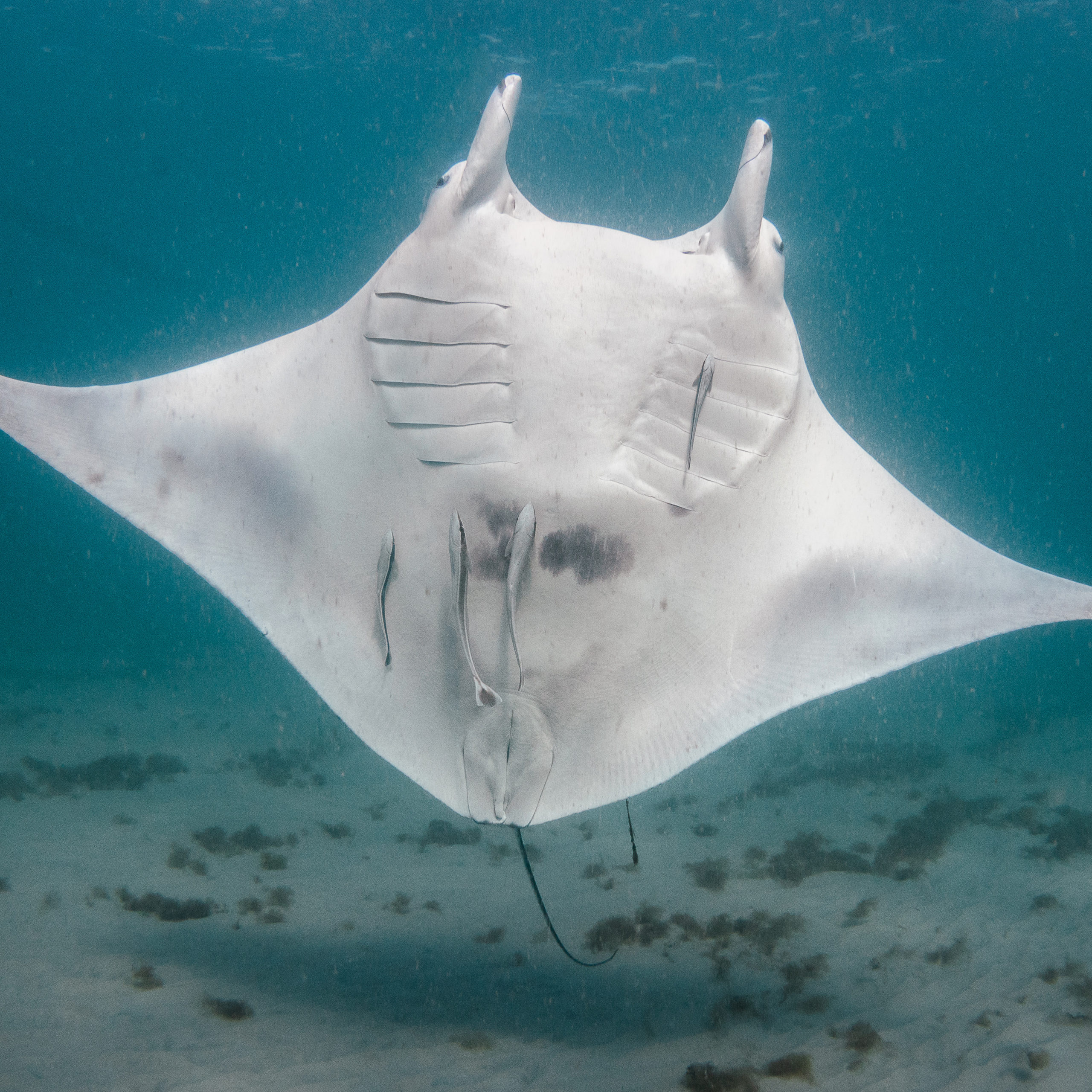 Skye is one of the friendliest mantas we have here, and also the subject of a 3D model! PC: Bryant Turffs