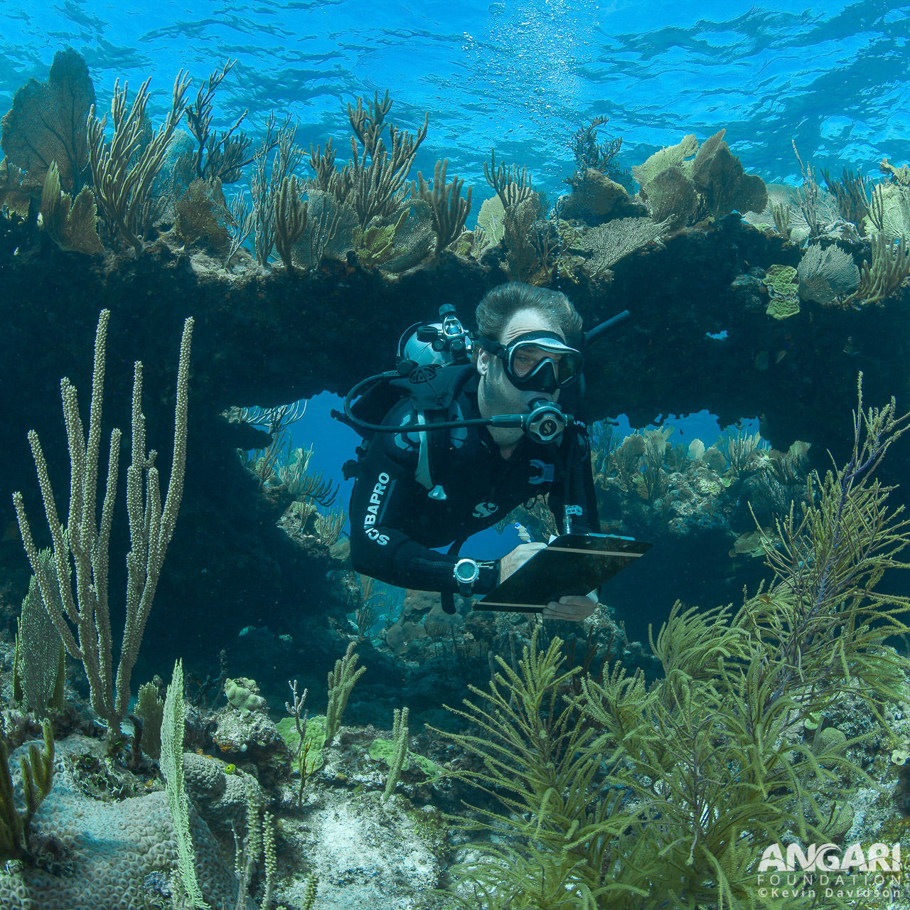 Emerges from a swim-through reef tunnel during one of my surveys off Abaco, The Bahamas. PC: Kevin Davidson