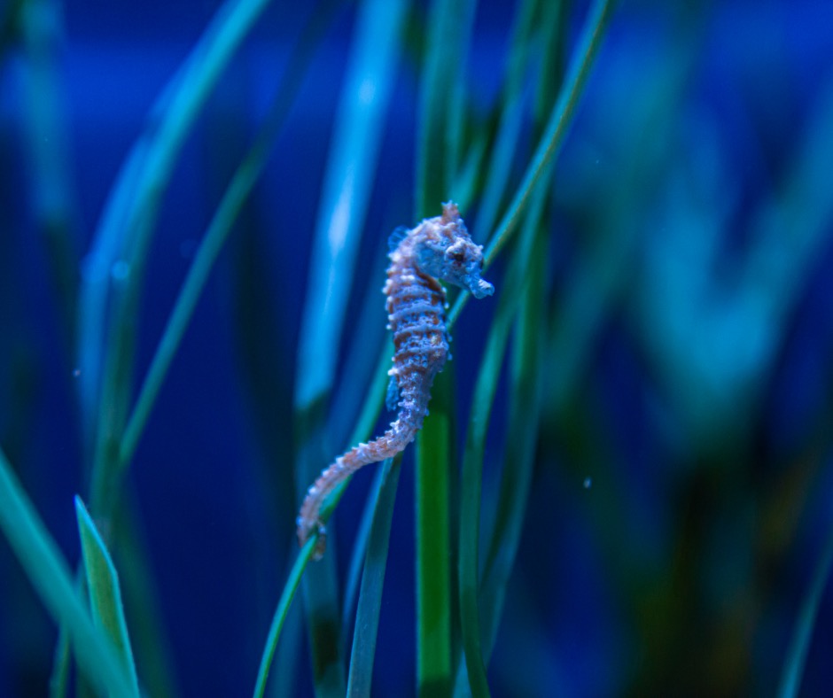 Dwarf seahorse anchoring to seagrass