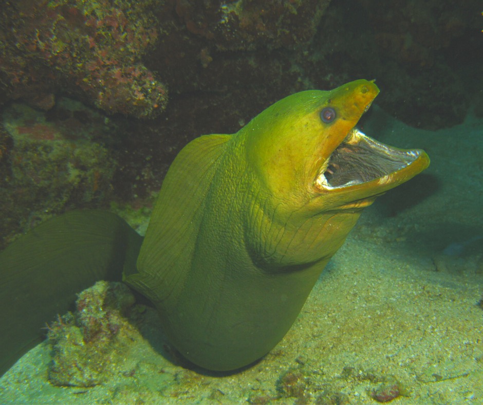 Green moray eel with jaw open.