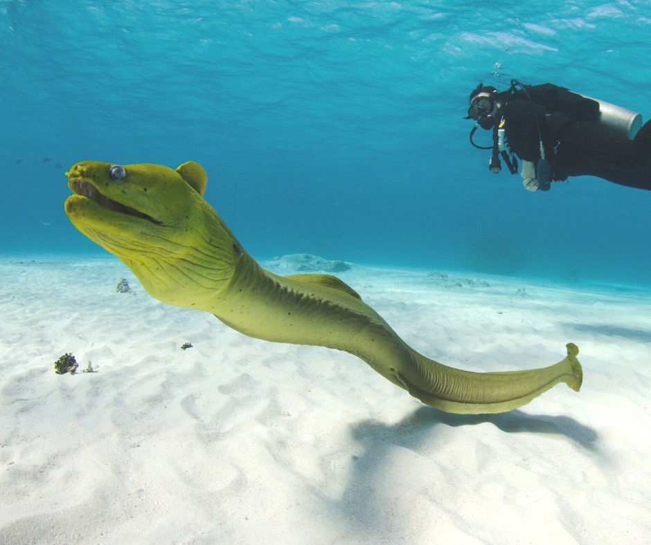 Green moray eel swimming with SCUBA diver
