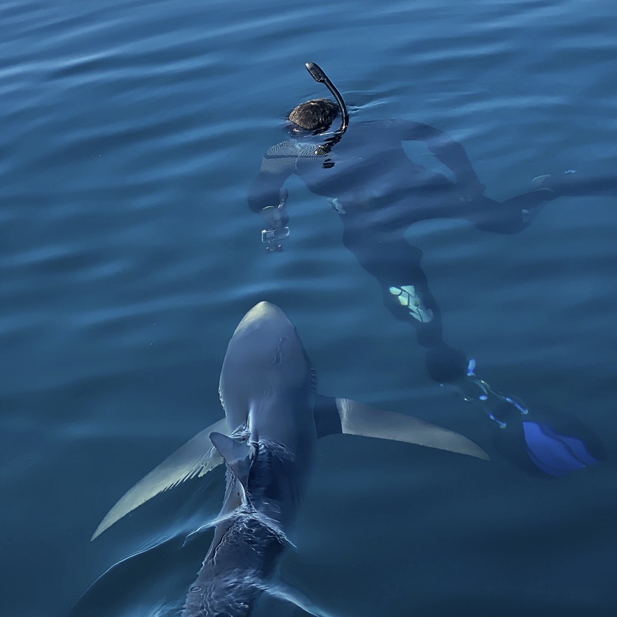 Filming a blue shark, Prionace glauca, as it swims past. PC: Joe Harrison.