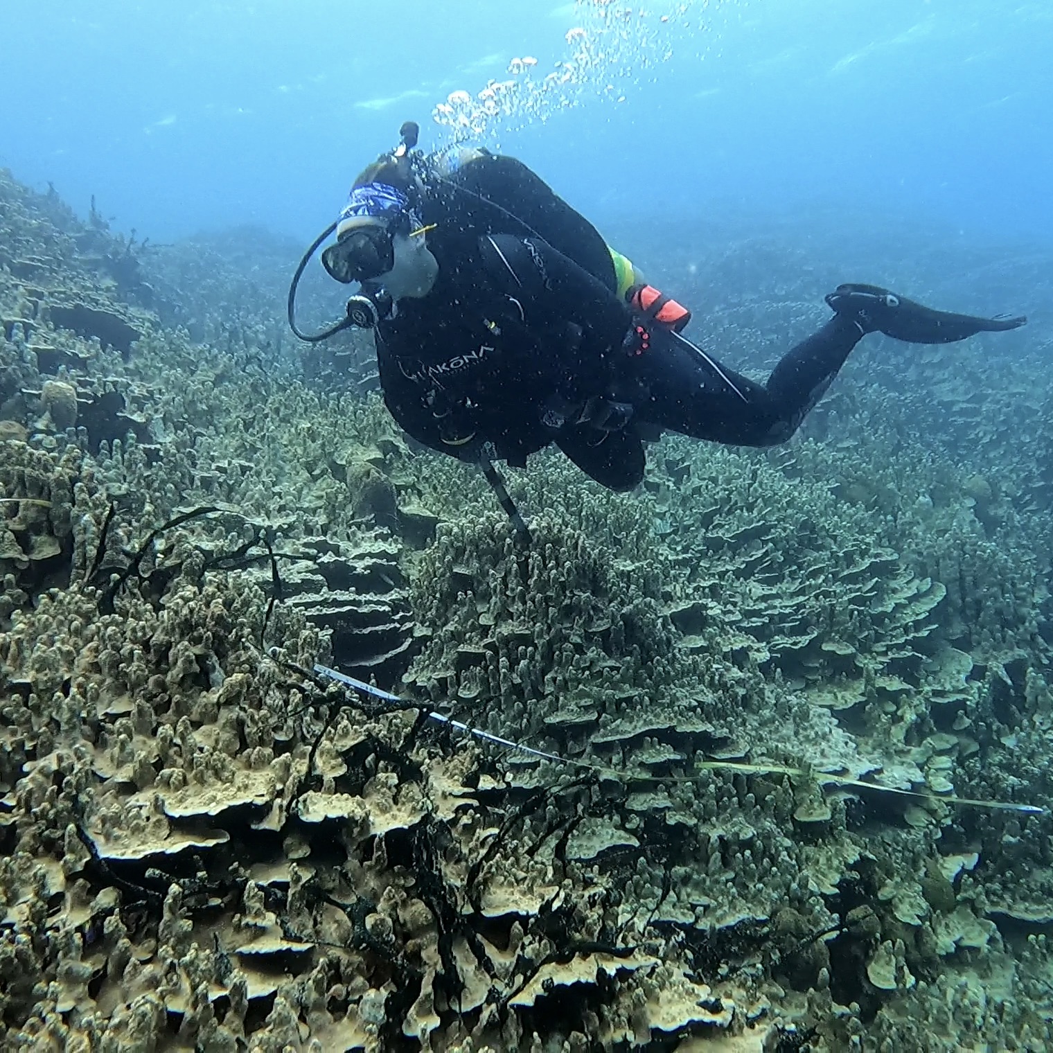Monitoring coral reefs allows us to see how they change over time.