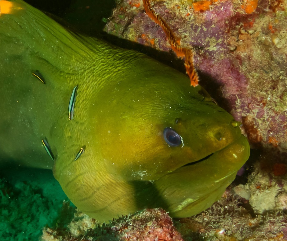 Green moray eel resting on a rock