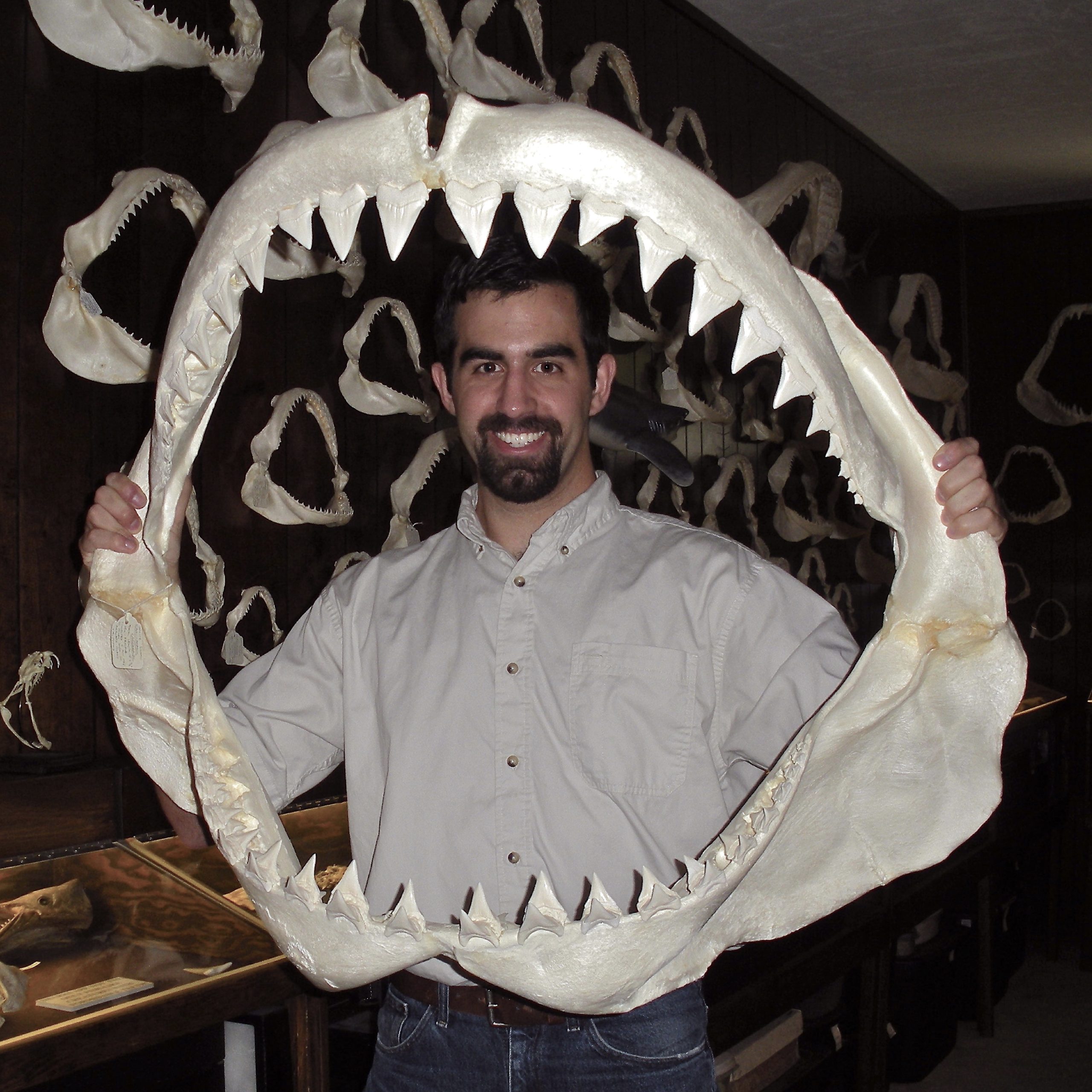 Here I am holding the jaws of a 19.5-foot white shark, Carcharodon carcharias, while visiting the collection of Dr. Gordon Hubbell.