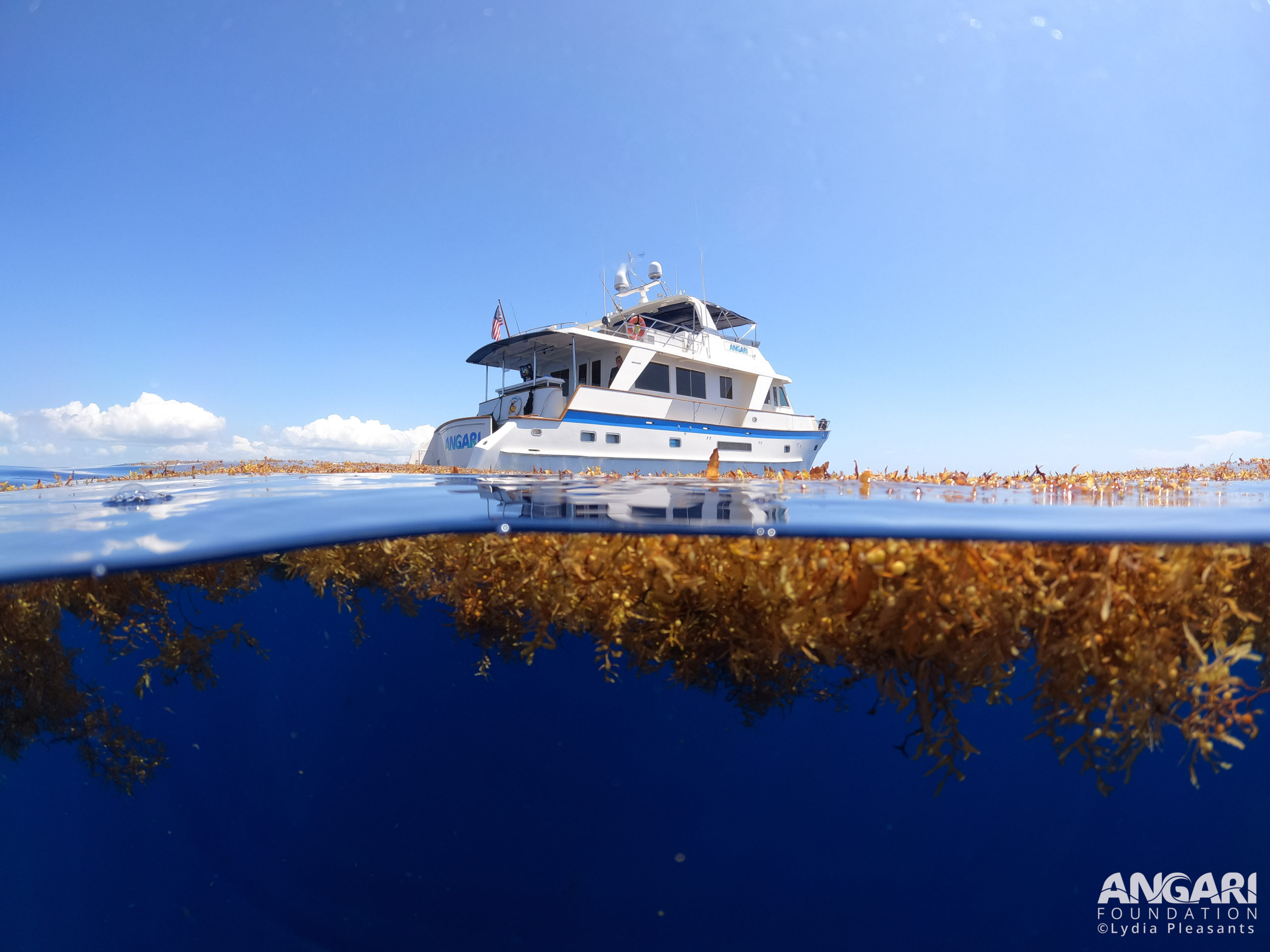 #ANGARIDeepDive - R/V ANGARI surrounded by Sargassum.